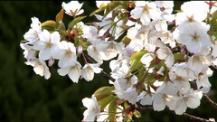 轻音乐 - Streets Of Kyoto