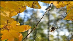 Красивая инструментальная музыка!