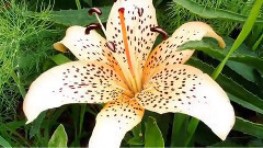 Красивая инструментальная музыка