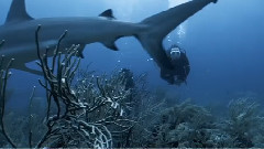 Fond Site Extrait Requins De La Colere