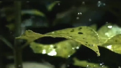 Relax Music Музыка Дождя Мелодия Разлуки