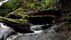 Issaquah Coal Creek Fall