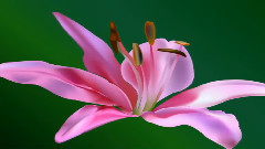 Романтическая инструментальная музыка!