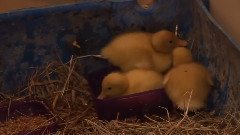 Видео от Александра Романова Кошка и утята