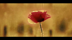 Rose In Wind And Rain 风雨玫瑰