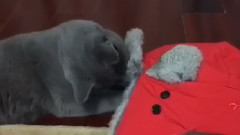 鹿晗 - 鹿晗:圣诞节许个愿 把我的帽子还给我 Cat大人的日常