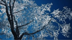 冬季奏鸣曲 ( Winter Sonata)