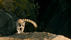 狐猴之岛的童话