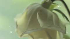 White The Color Of Time