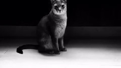 GD INS更新视频一则