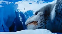 电影<快乐的大脚2>中文版预告片1