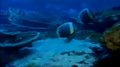 东海渔歌 古筝独奏