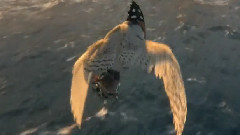 电影<猫头鹰王国:守卫者传奇> 预告片2