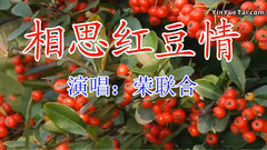 相思红豆情
