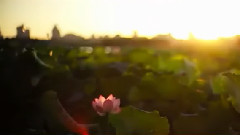 轻音乐 - 明月杭州夜