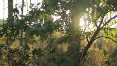 The Revolution (Movie Trailer)