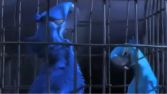 电影<里约大冒险2>片段之Can't Fly