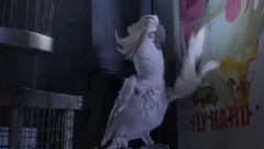 电影<里约大冒险>片段之Nigel Song