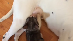 алманка Стефани кормит кота Тони