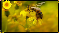 Еньовден,пчелички,билки,мед,цветя!