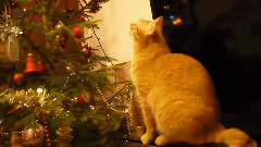 новогодние коты (12 фото)