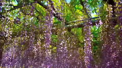 Самая красивая глициниявмире