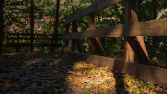 Trees Leaves And Light - A Canon 6D Raw - Video Demonstration