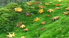 民乐群星 - 弹起我心爱的土琵琶