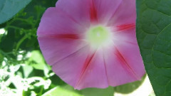 Красивата петуния и нежната музика на FredericDelarue