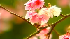 民乐群星 - 天涯歌女