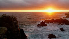 愿做爱你的那只狗