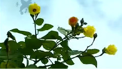 民乐群星 - 吐鲁番的葡萄熟了 琵琶版