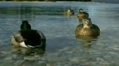 民乐群星 - 乡恋 琵琶版