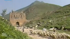 民乐群星 - 康定情歌 琵琶版