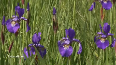 Omar Akram - Brighter Day