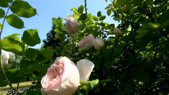 Танго цветов