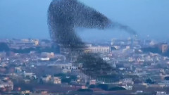 Сергей Жуков И Женя Рассказова - Стая