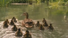 When the Children Cry