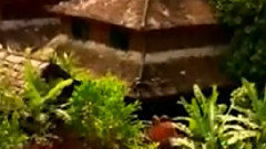 民乐群星 - 湖边的孔雀 葫芦丝独奏