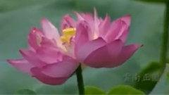 在那遥远的地方 葫芦丝独奏