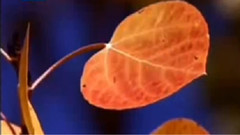 民乐群星 - 月光下的凤尾竹 葫芦丝版