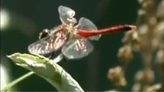 民乐群星 - 叹香菱 洞箫版