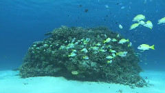 我的琉球(梦幻冲绳)