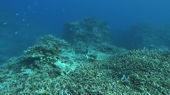 我的琉球(梦幻冲绳)