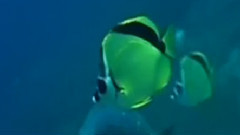 民乐群星 - 渔光曲 洞箫版