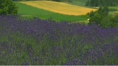 民乐群星 - 小河淌水 葫芦丝版