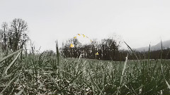 FPV Racing -Porco Playground