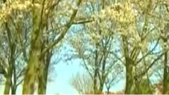 民乐群星 - 采茶舞曲 葫芦丝版