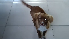 The Dog Dog Video Wang Xing