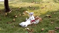 The Dog Dog Son Ji Shengde And Cher